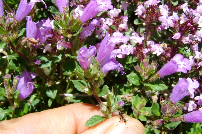 Acinos alpinus e Thymus sp.